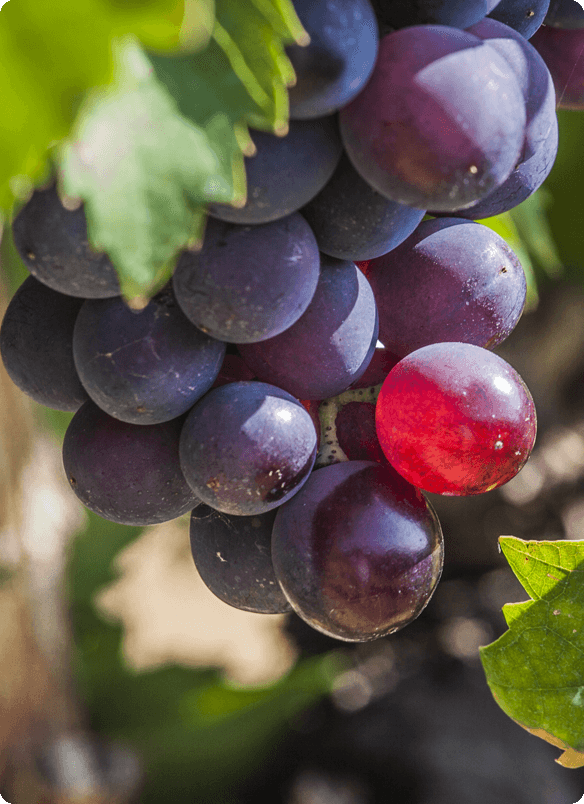 TENUTA TRE GEMME