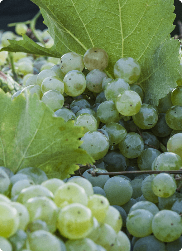 CANTINE GALASSO