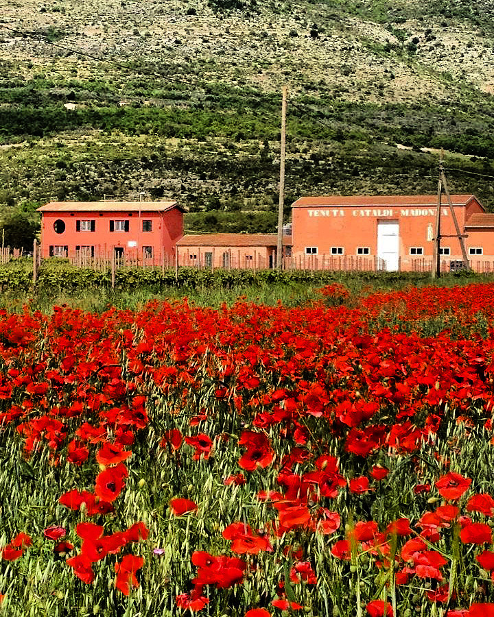 Esperienze in cantina