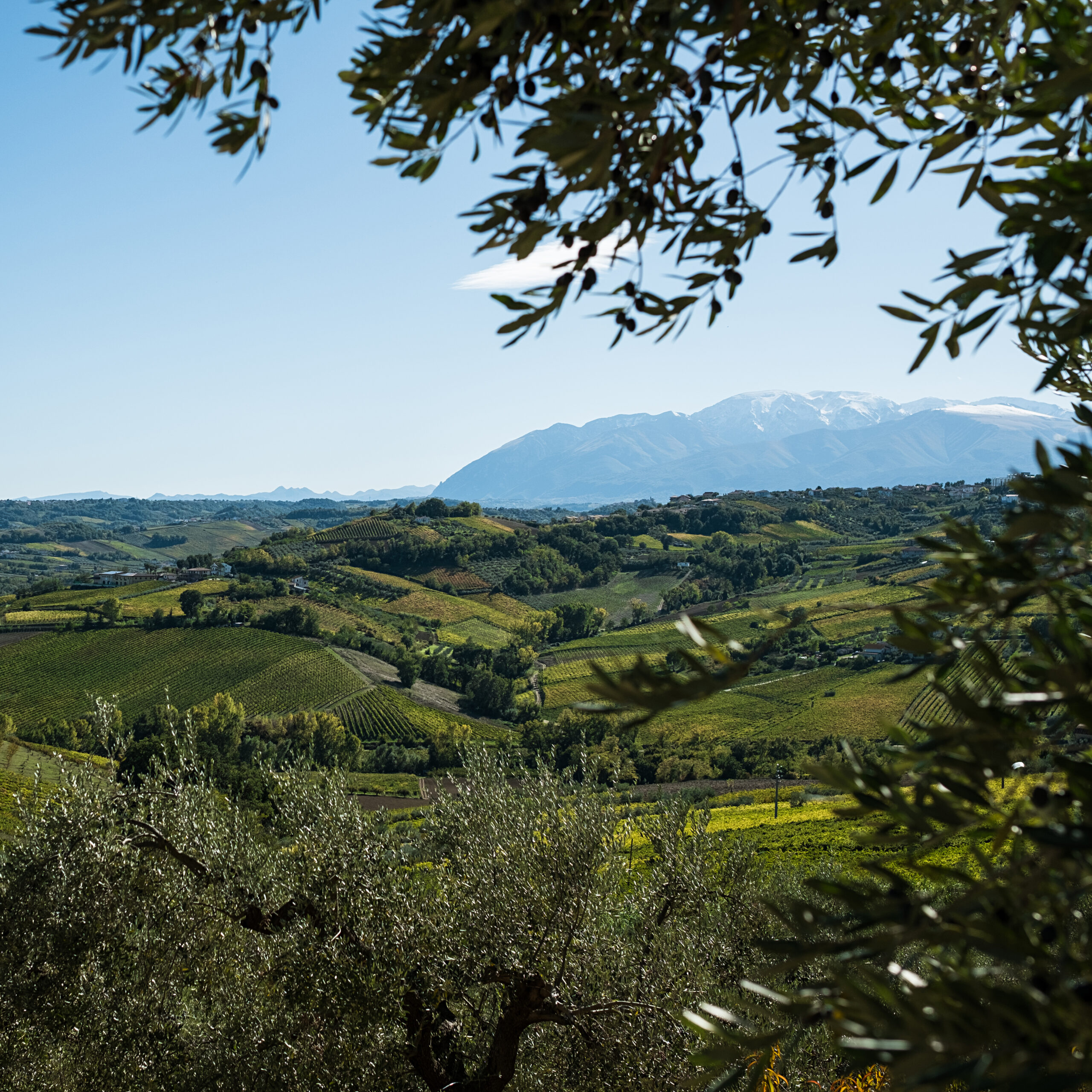 Wine Tour