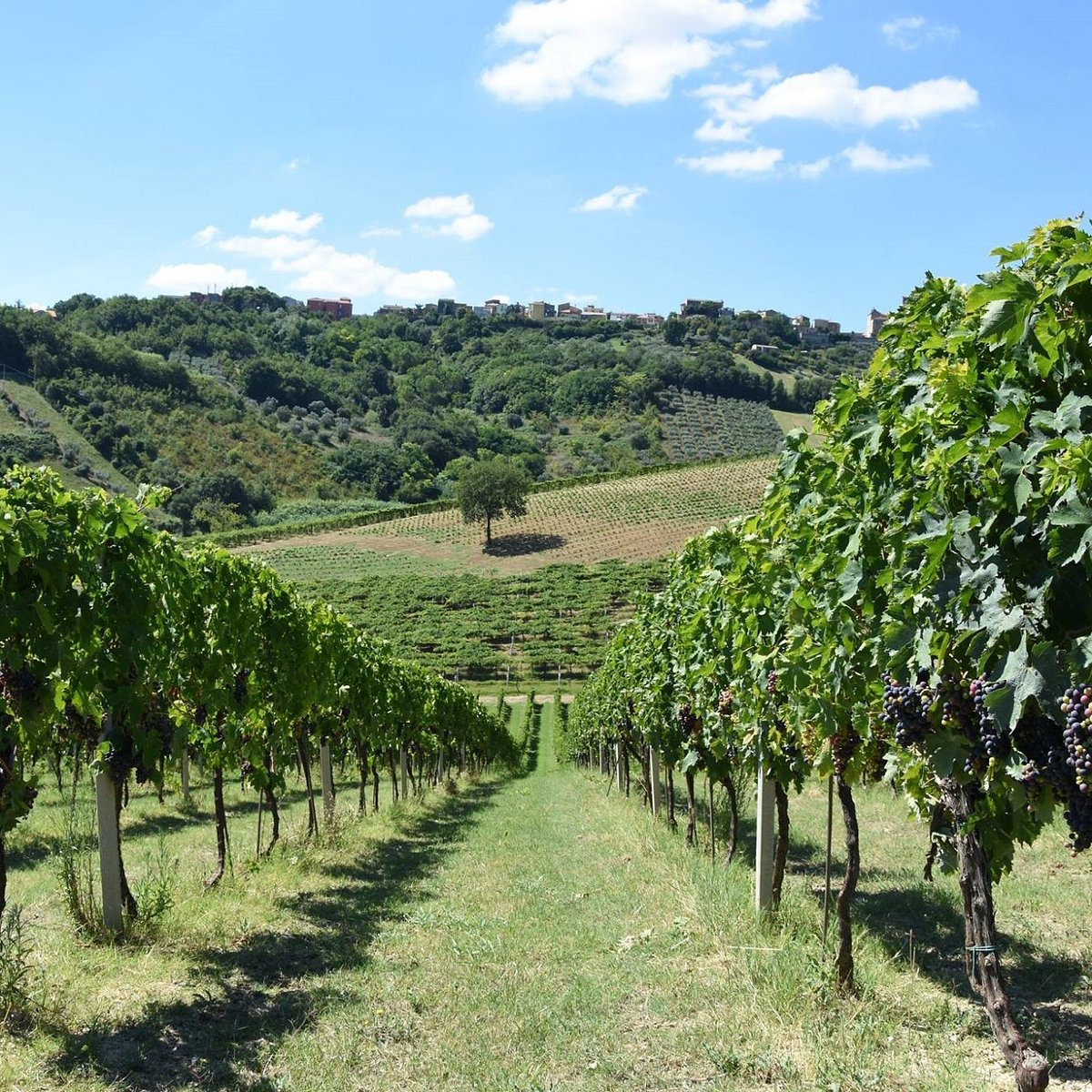 Esperienza in cantina